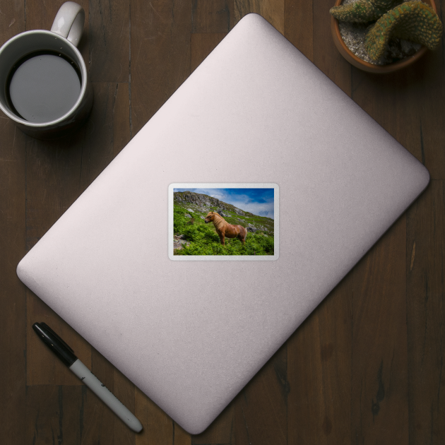 Welsh Mountain Pony by Adrian Evans Photography